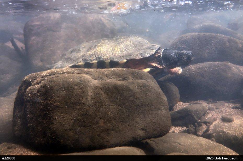 Wood Turtle