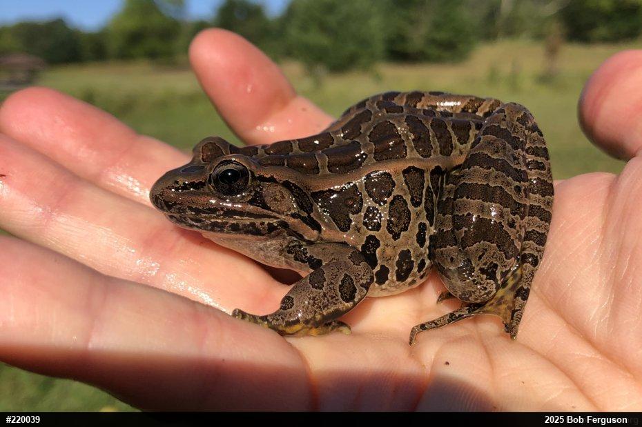Pickerel Frog