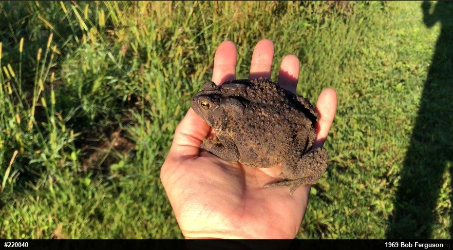 Eastern American Toad