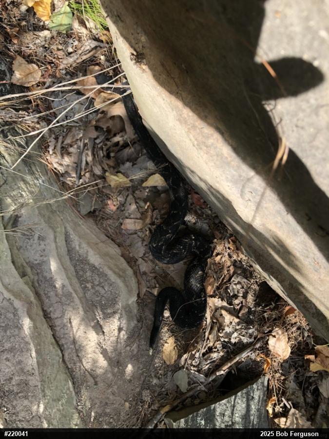 Timber Rattlesnake