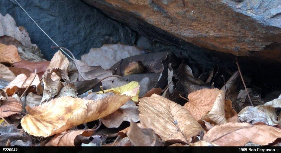 Northern Copperhead
