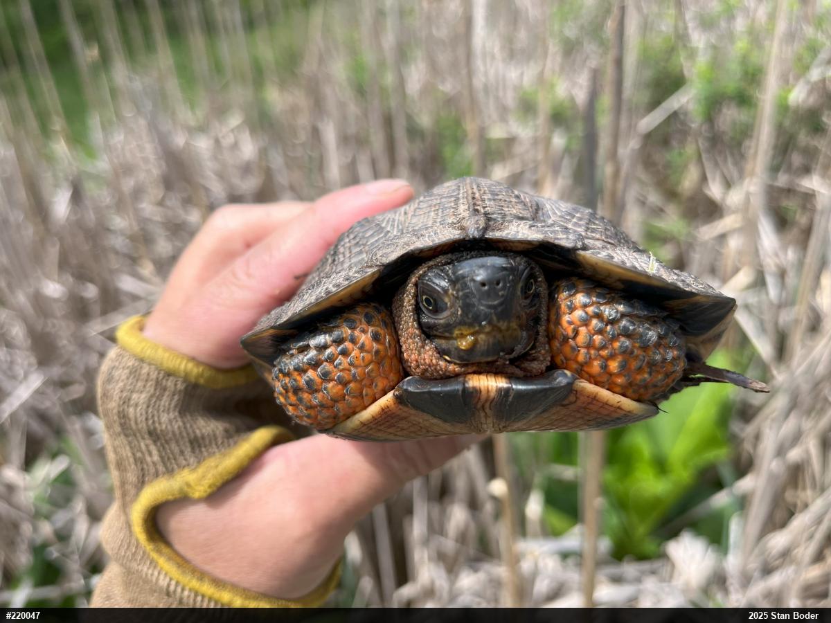 Wood Turtle