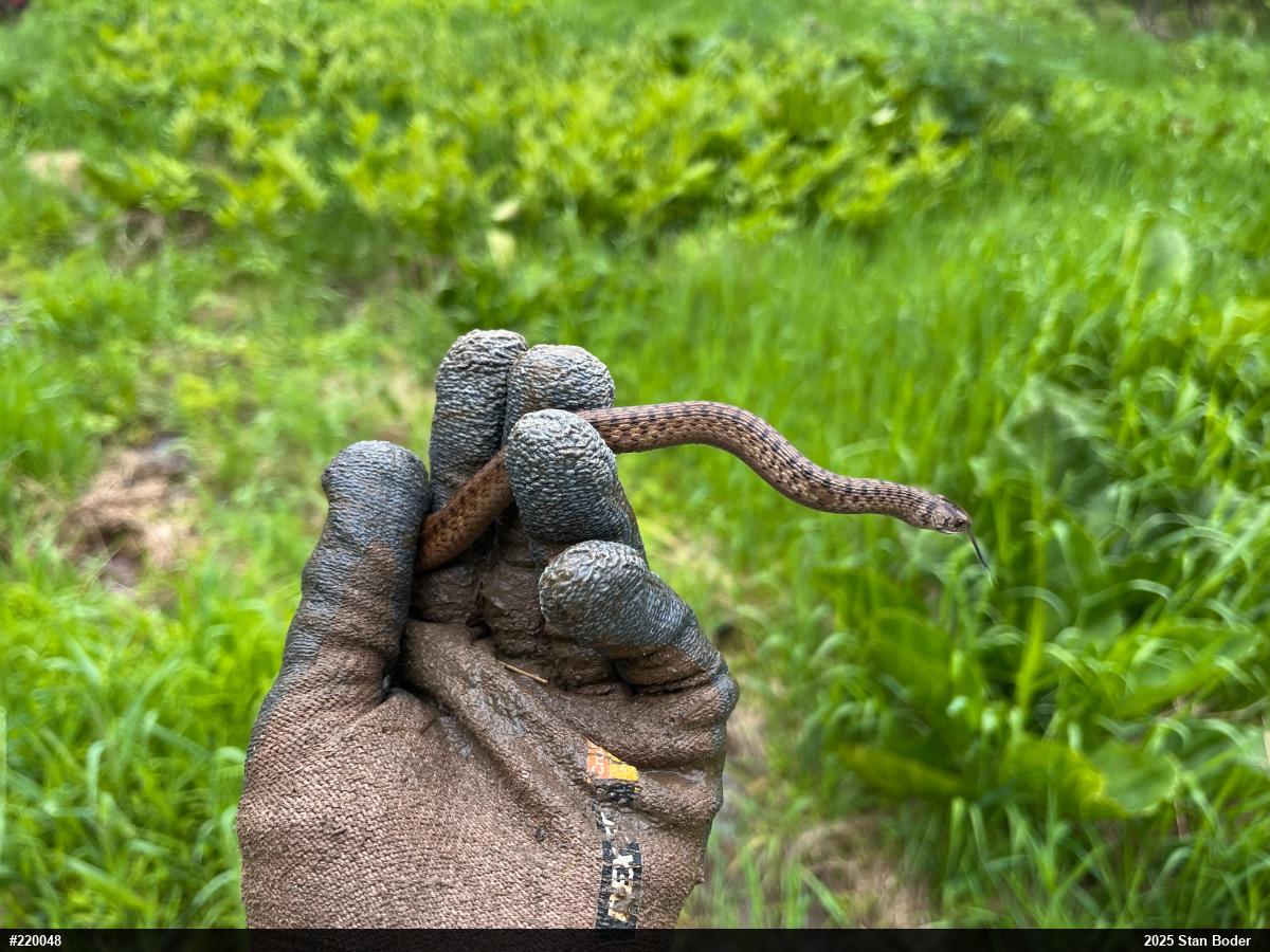 Dekay's Brownsnake