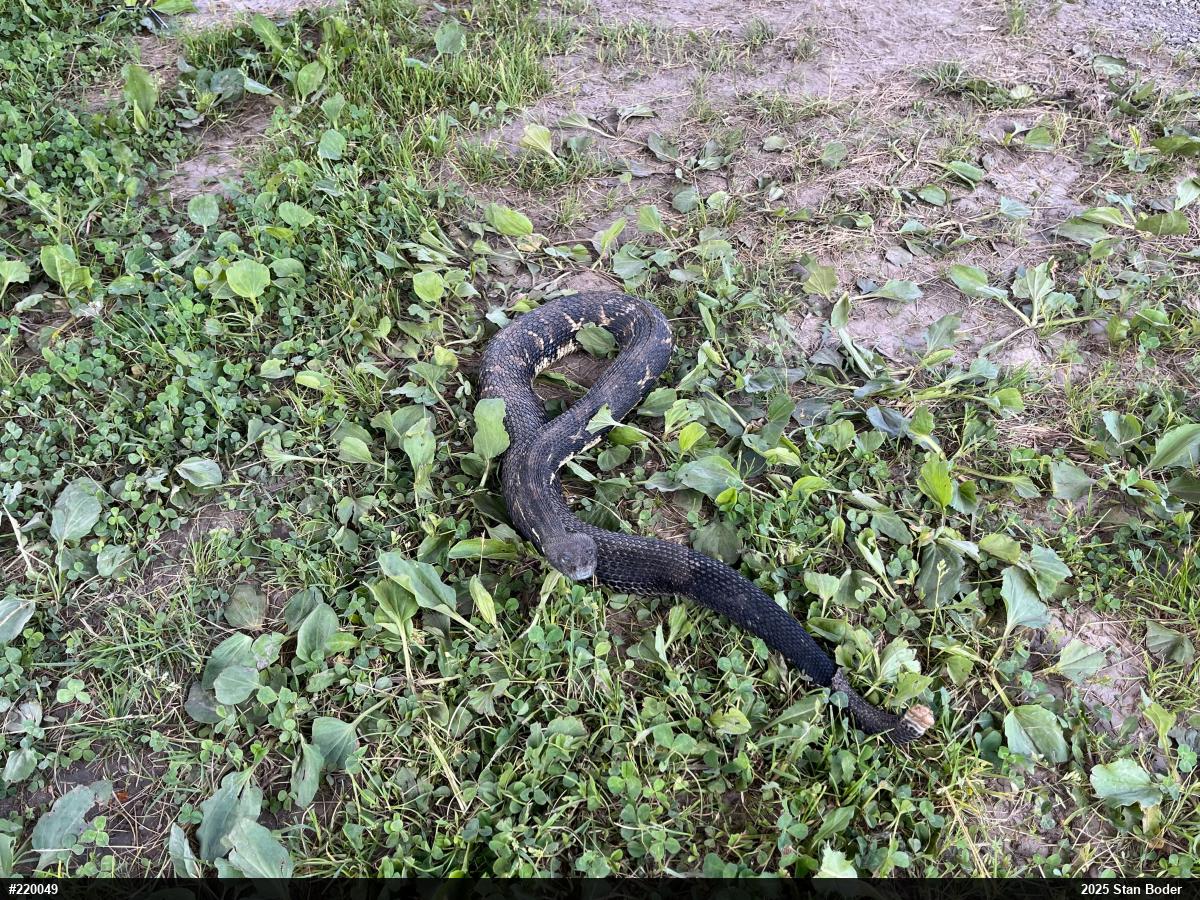 Timber Rattlesnake