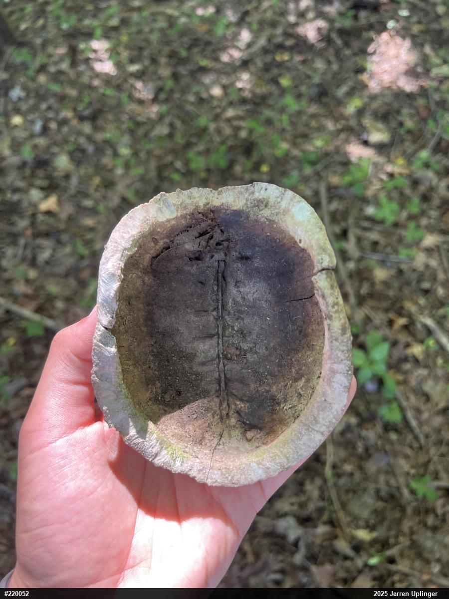Eastern Box Turtle