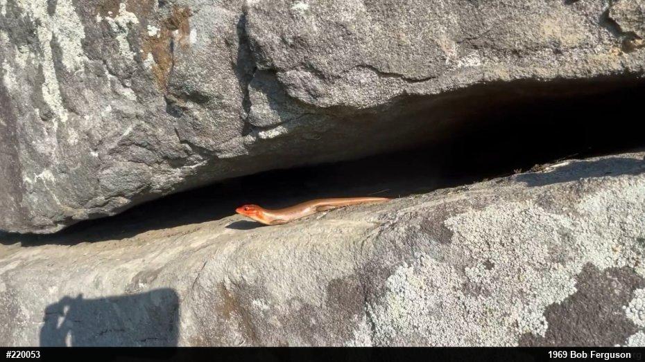 Broad-headed Skink