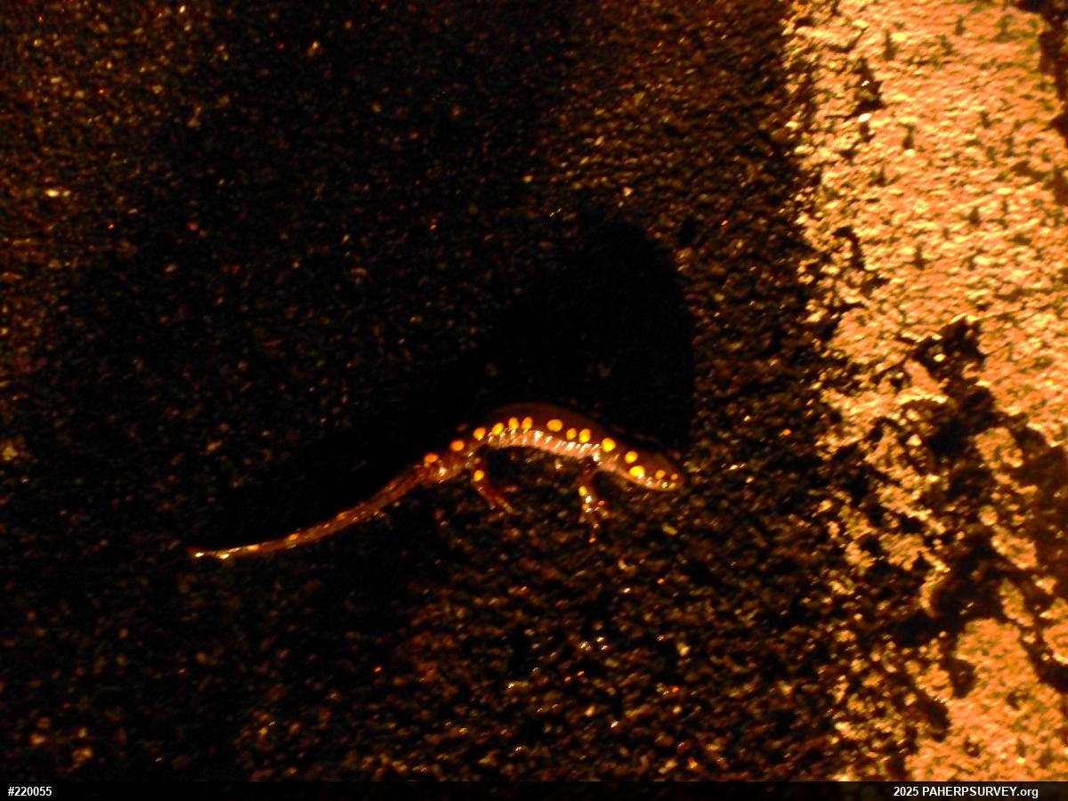 Spotted Salamander