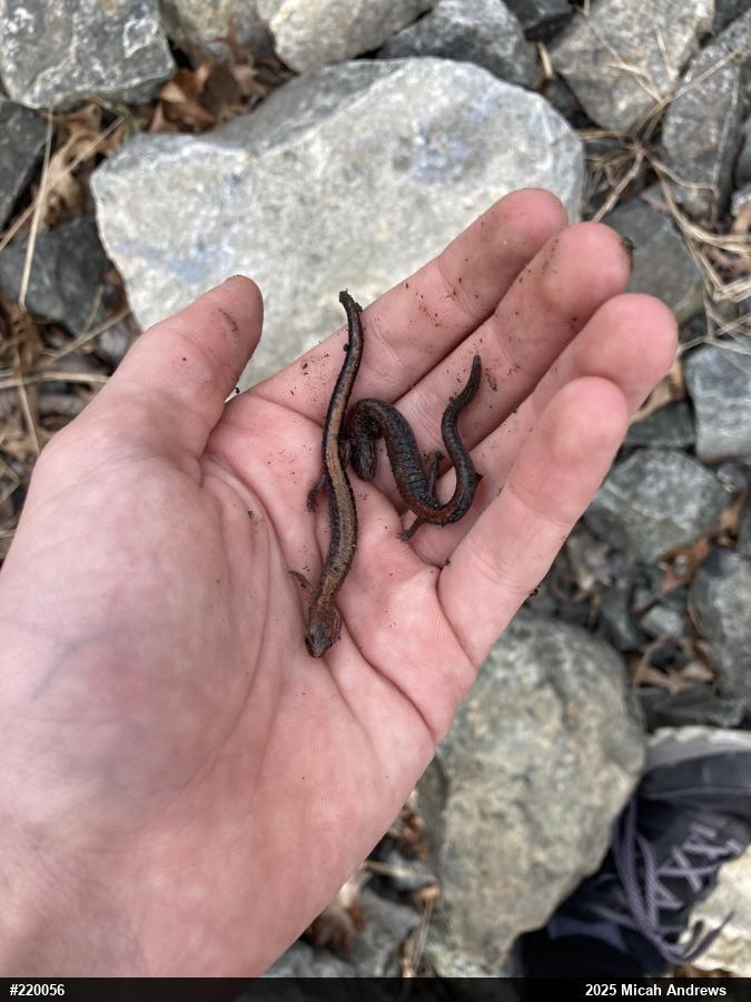 Eastern Red-backed  Salamander