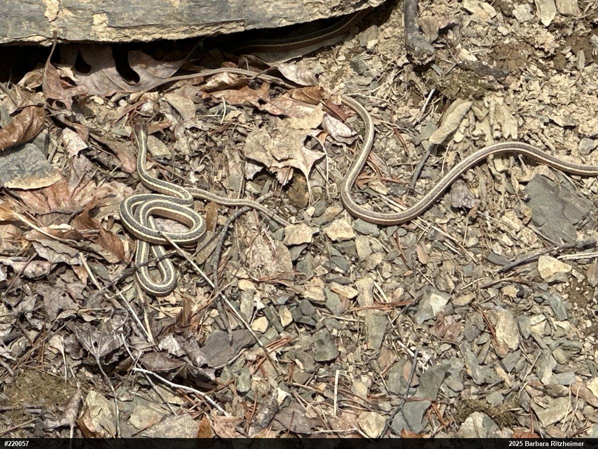 Common Ribbonsnake