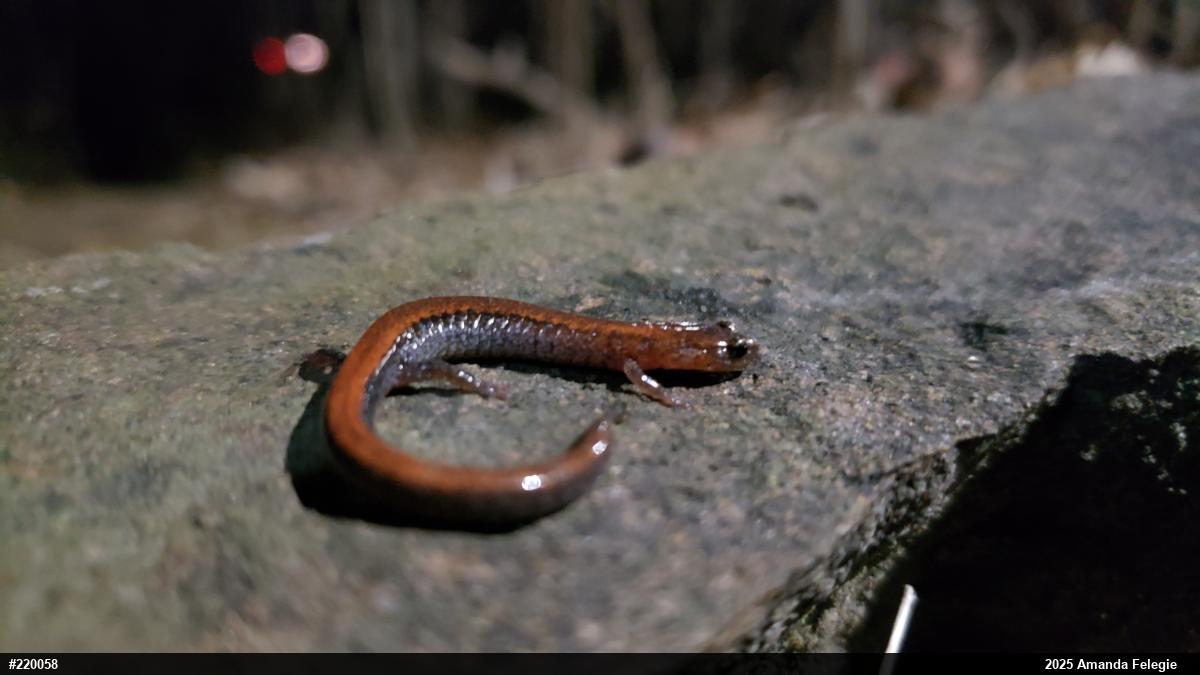 Eastern Red-backed  Salamander