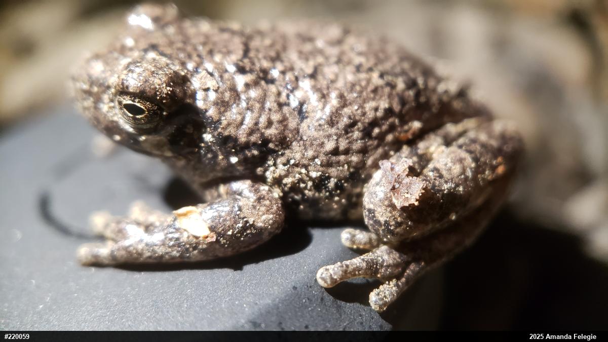 Unknown Gray Treefrog