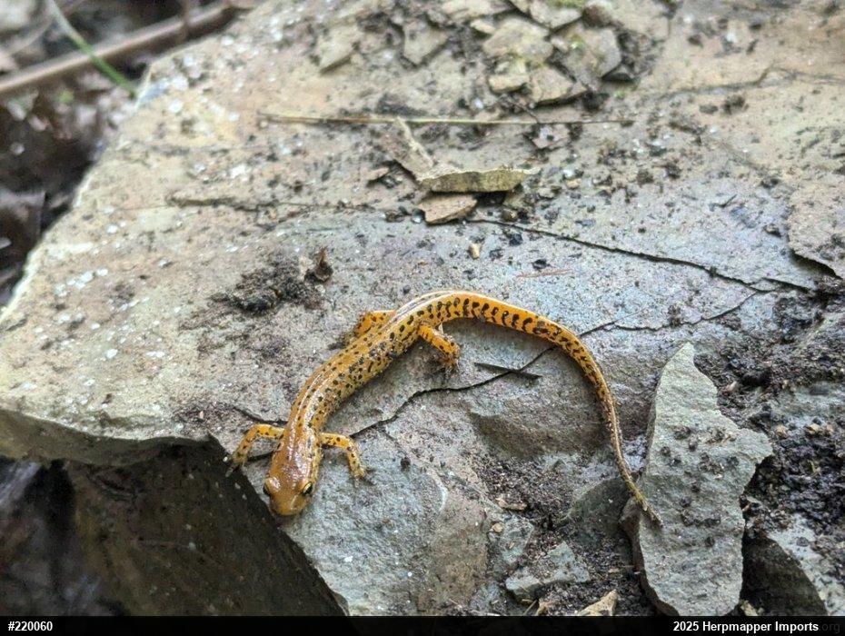 Eastern Long-tailed Salamander