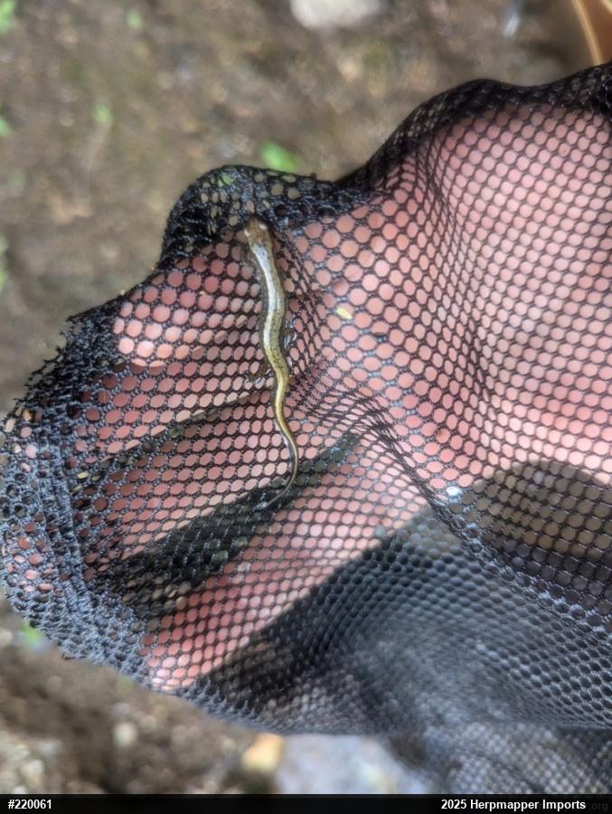 Northern Two-lined Salamander