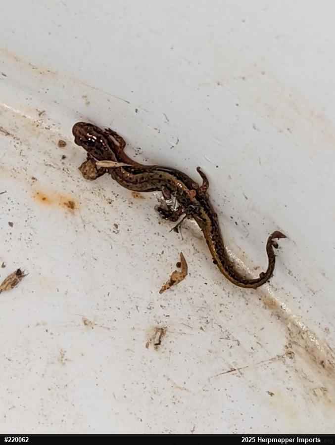 Northern Two-lined Salamander