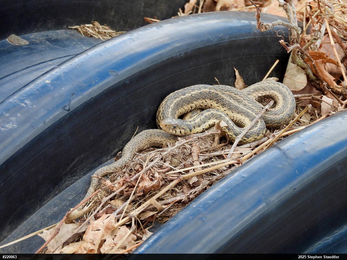 Eastern Gartersnake