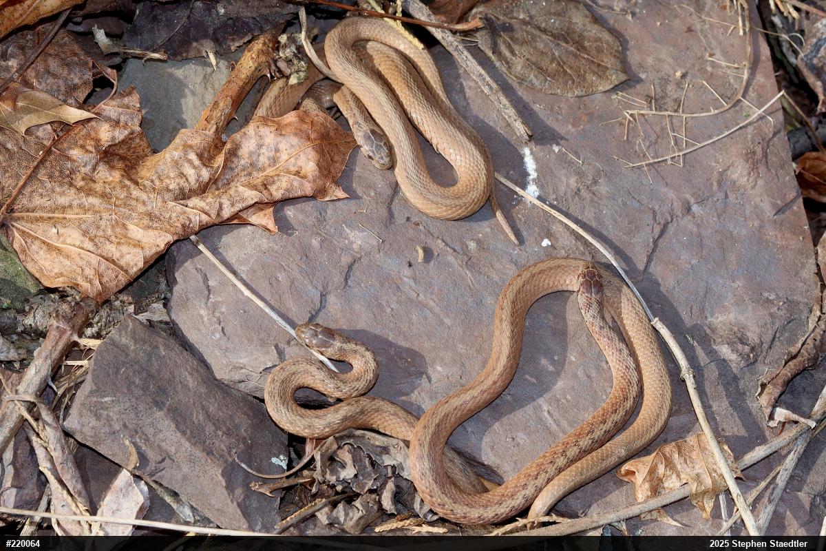 Dekay's Brownsnake