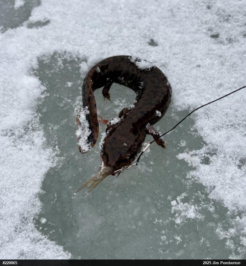 Common Mudpuppy