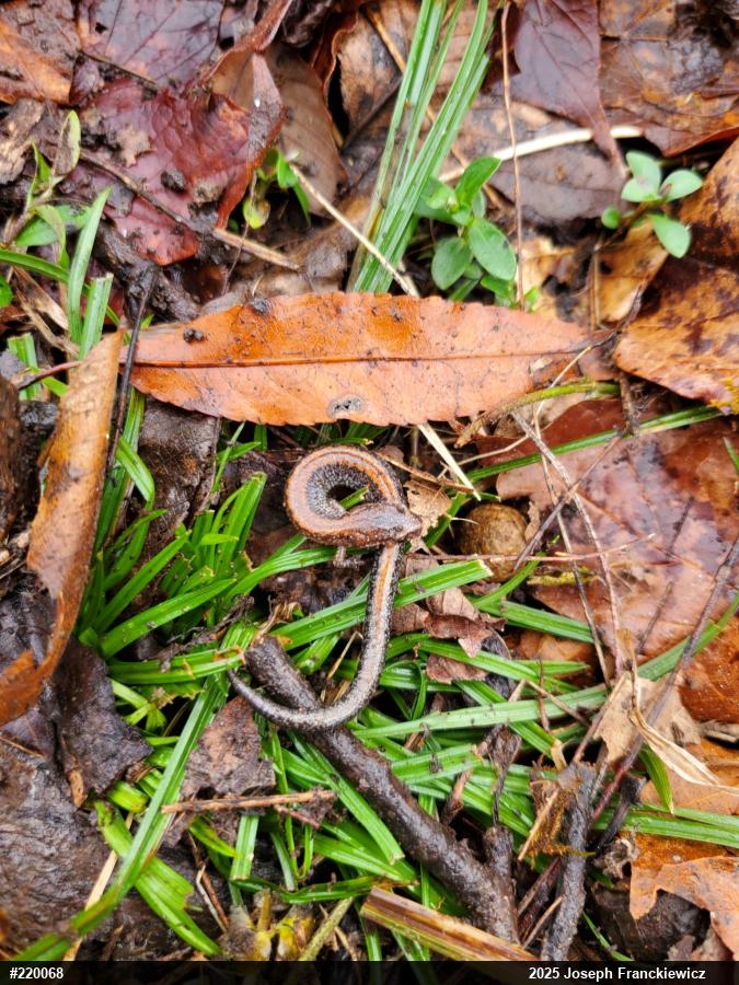 Eastern Red-backed  Salamander