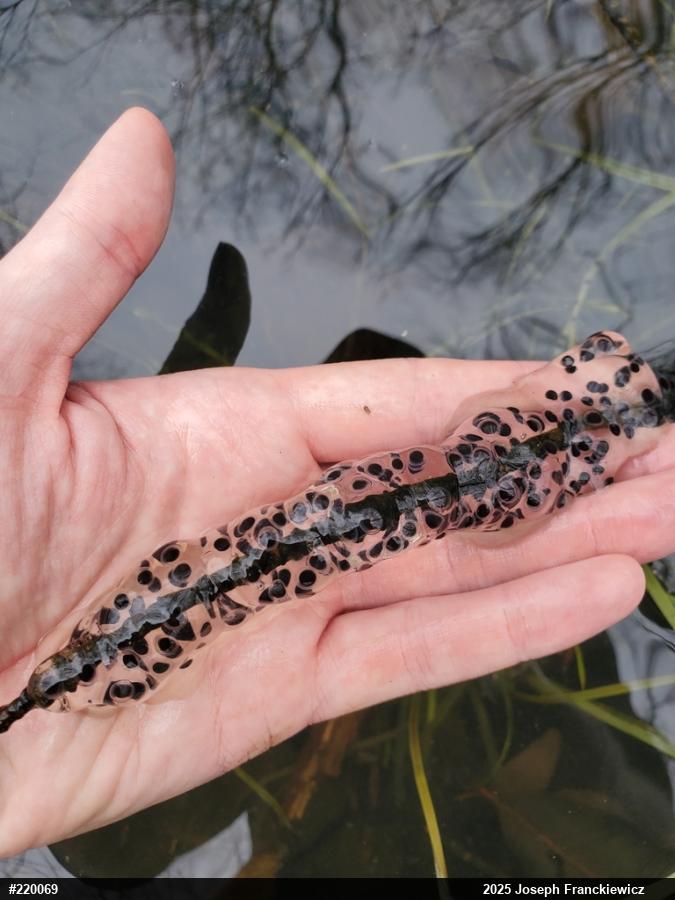 Jefferson Salamander