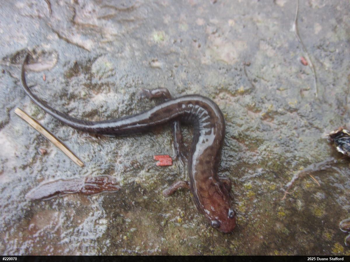 Allegheny Mountain Dusky Salamander