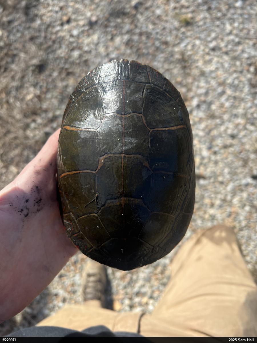 Midland Painted Turtle
