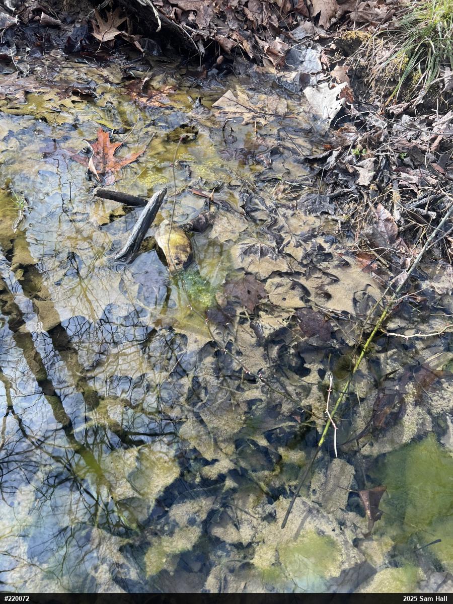 Eastern Box Turtle