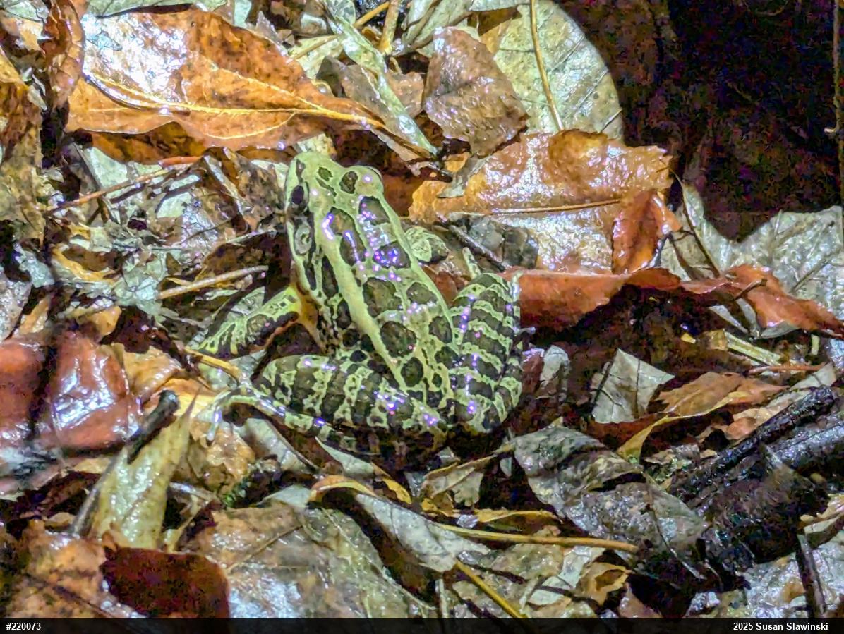Pickerel Frog