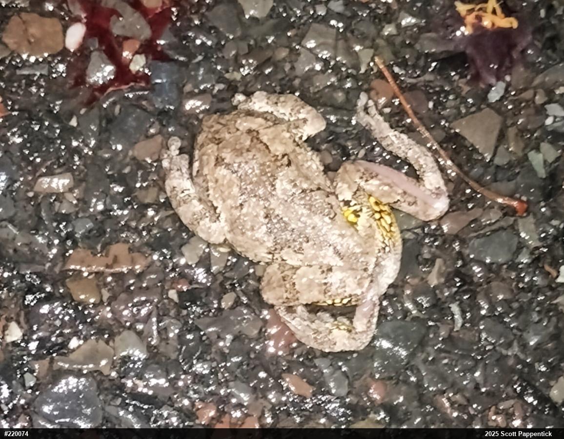 Unknown Gray Treefrog
