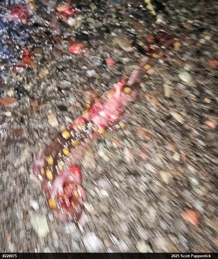 Spotted Salamander