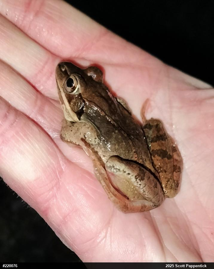 Wood Frog