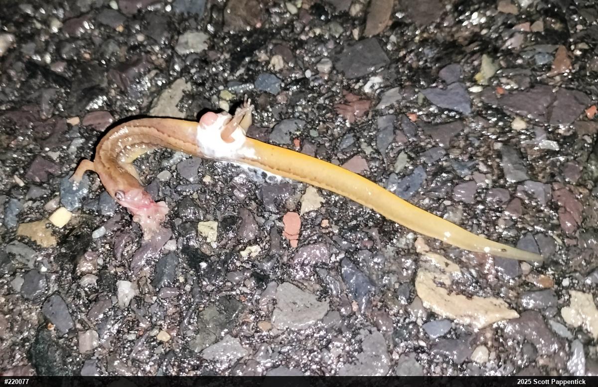 Northern Two-lined Salamander