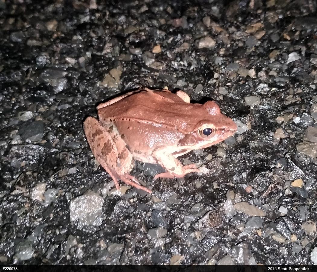 Wood Frog