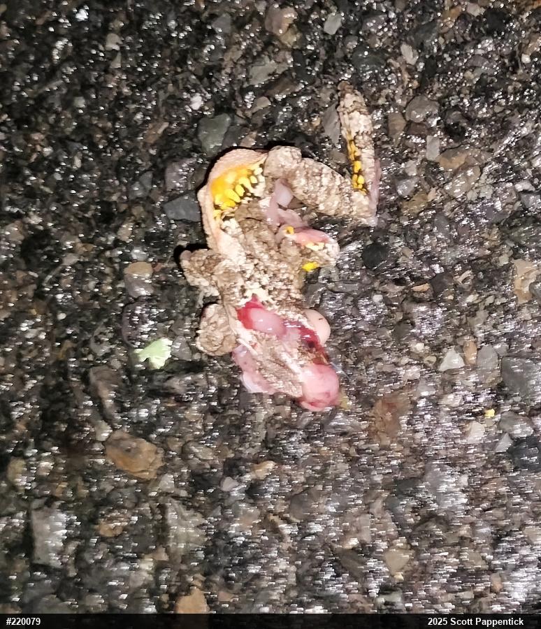 Unknown Gray Treefrog
