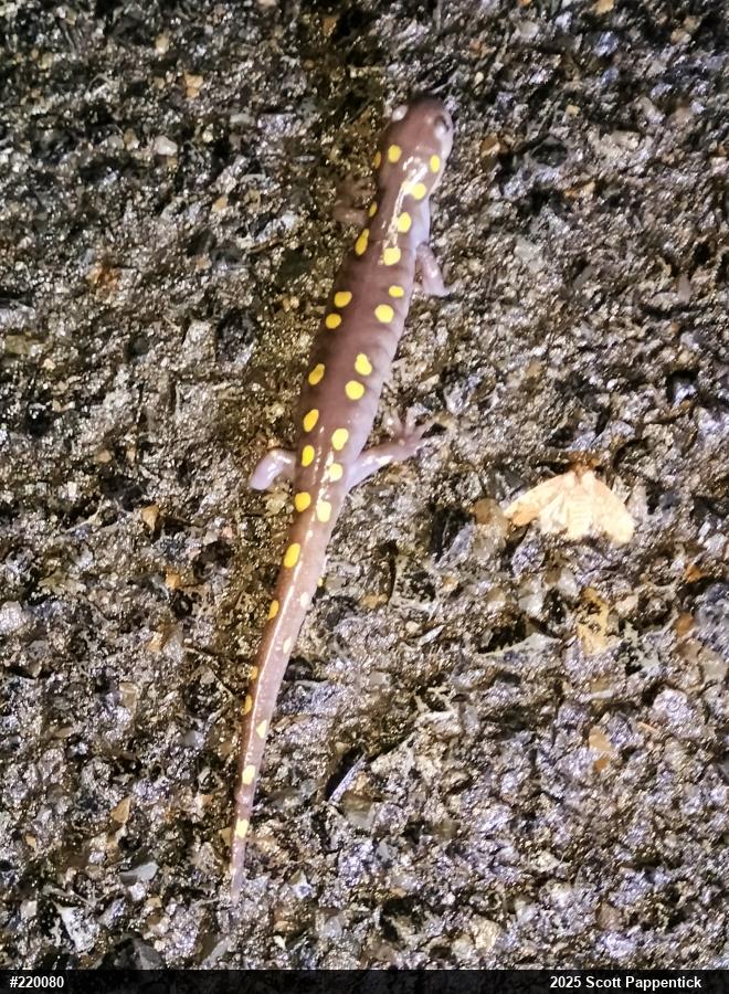Spotted Salamander