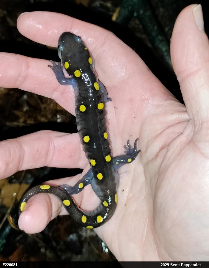 Spotted Salamander