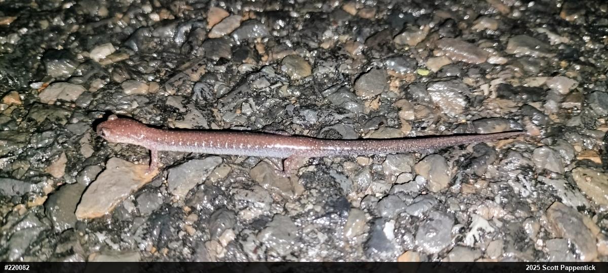 Eastern Red-backed  Salamander