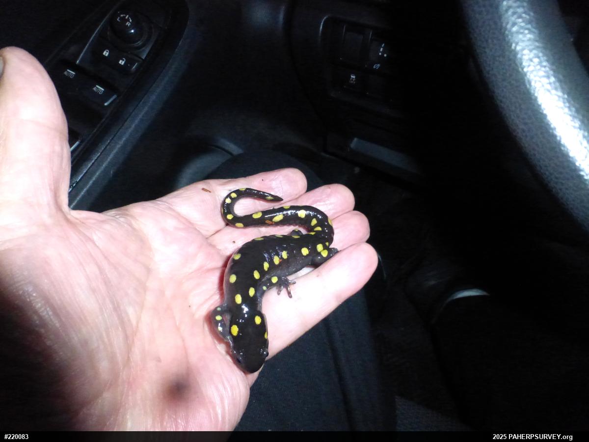 Spotted Salamander