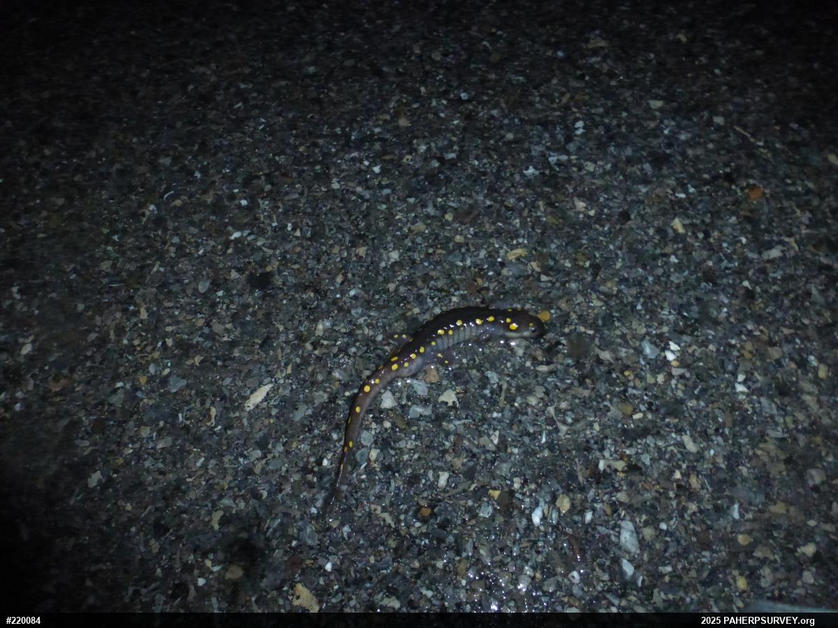 Spotted Salamander