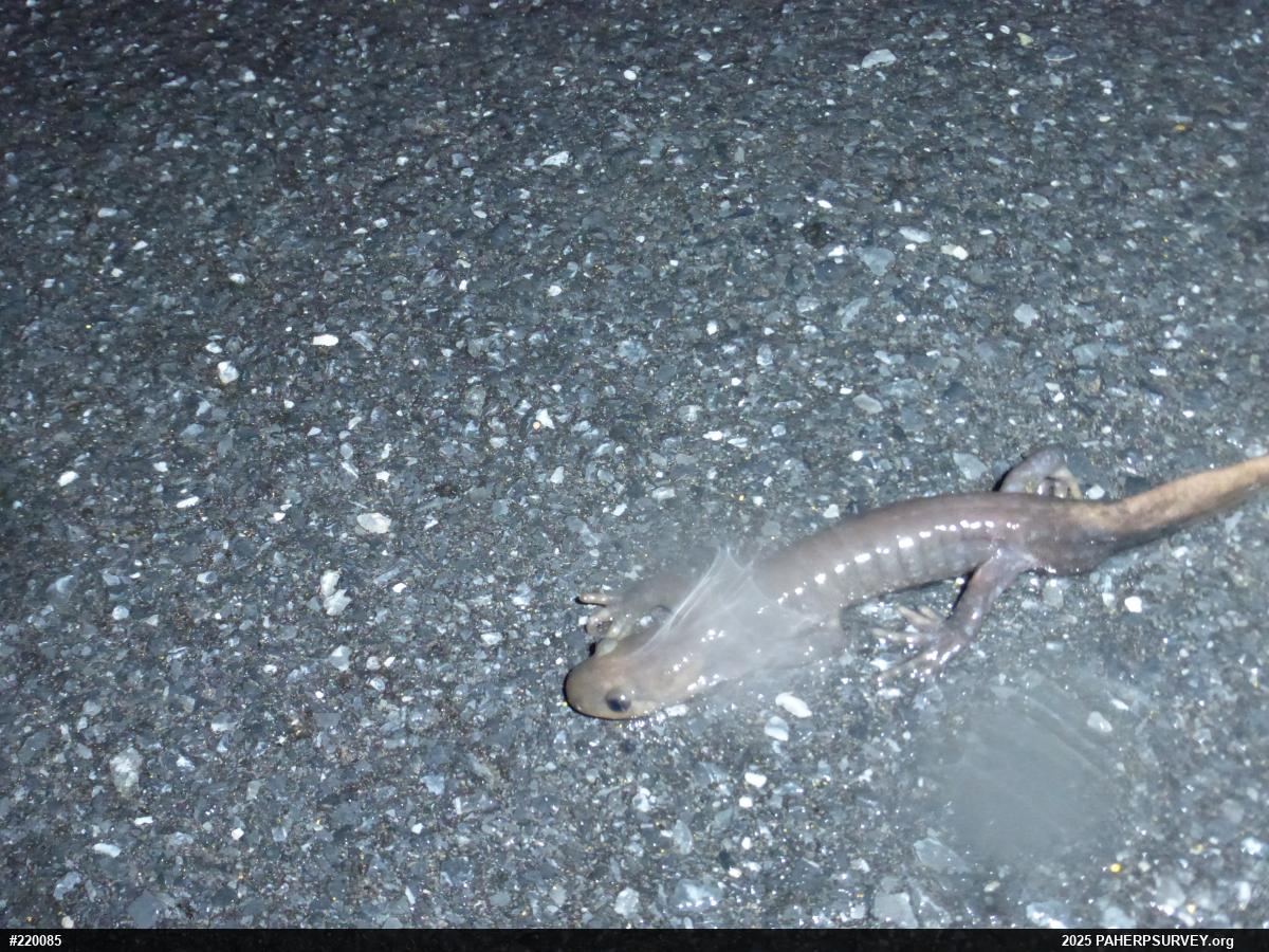 Jefferson Salamander