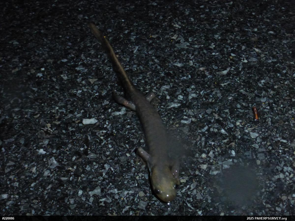 Jefferson Salamander