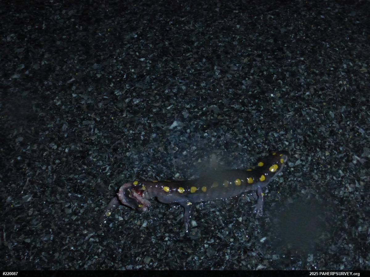 Spotted Salamander