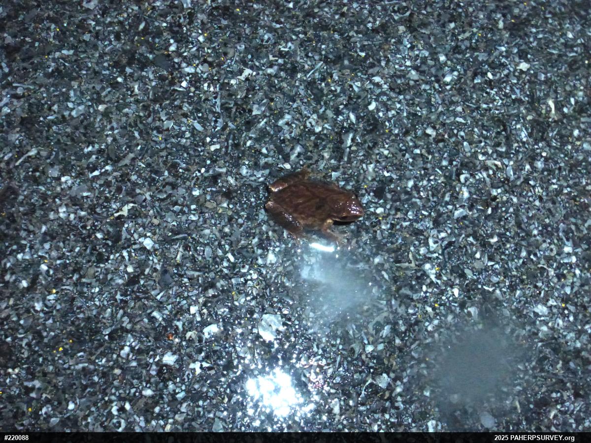 Spring Peeper