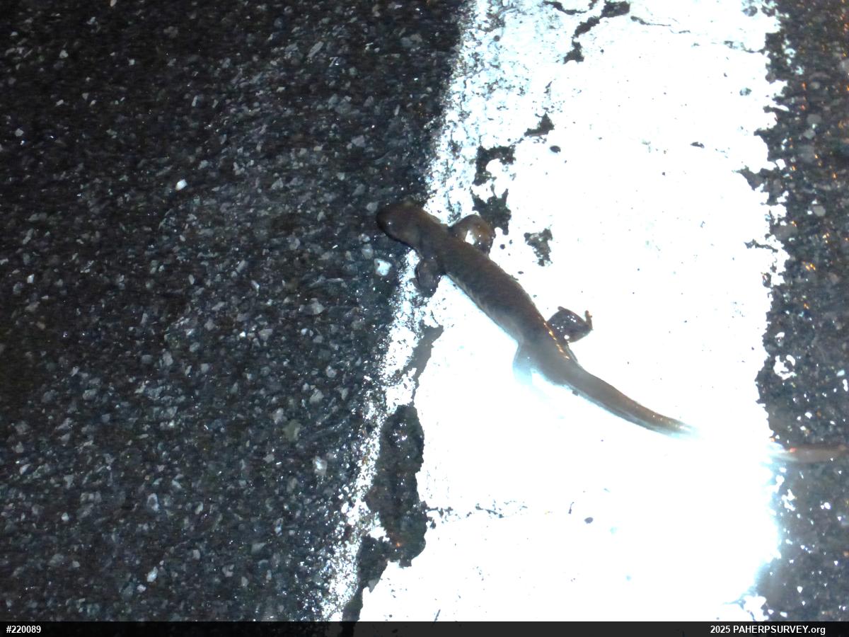 Jefferson Salamander