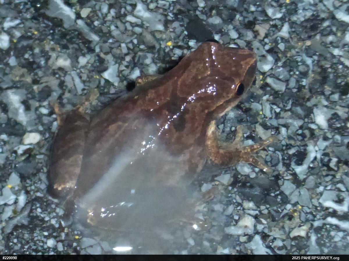 Spring Peeper