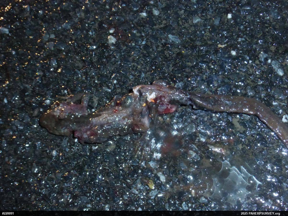 Jefferson Salamander