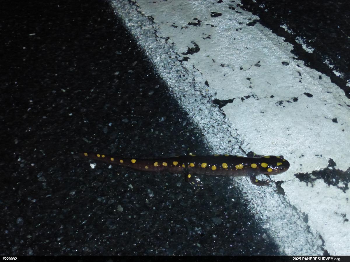 Spotted Salamander