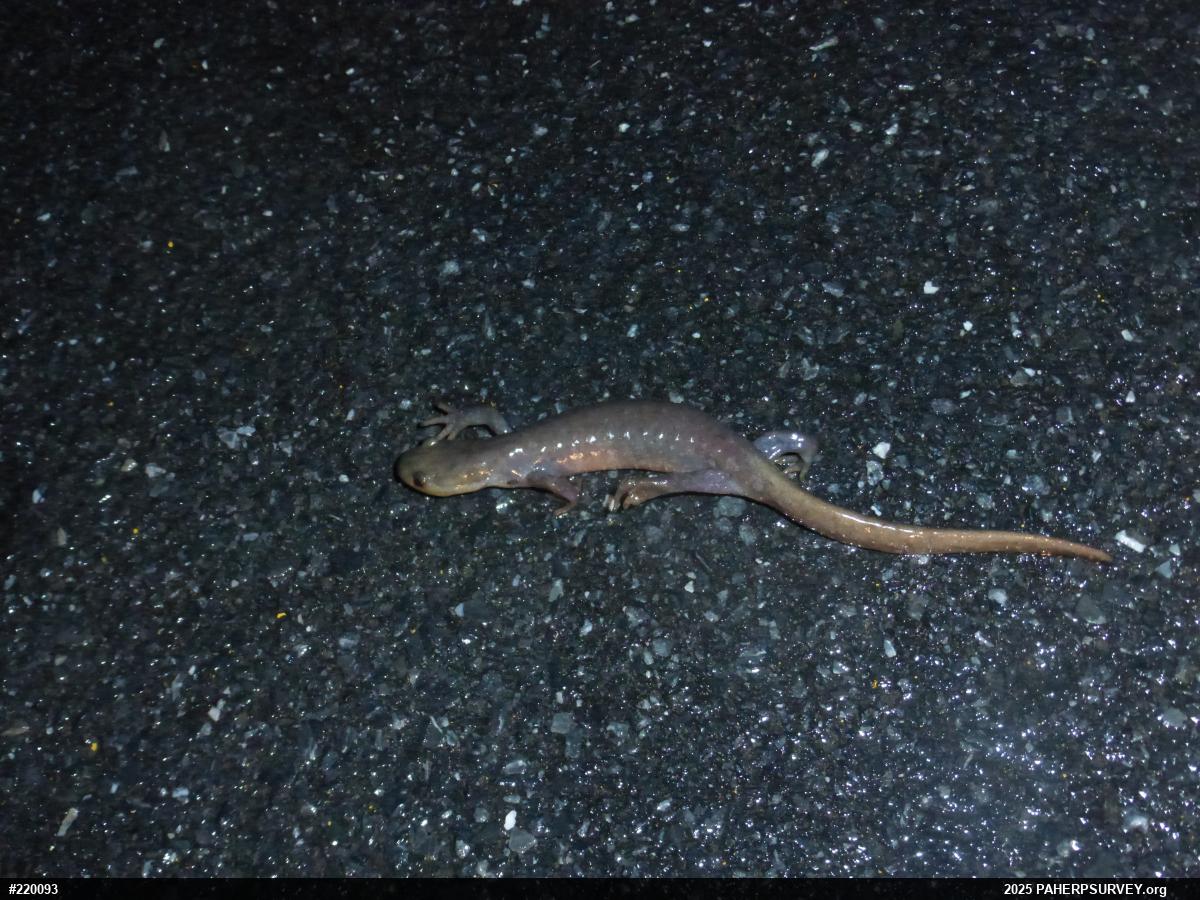Jefferson Salamander