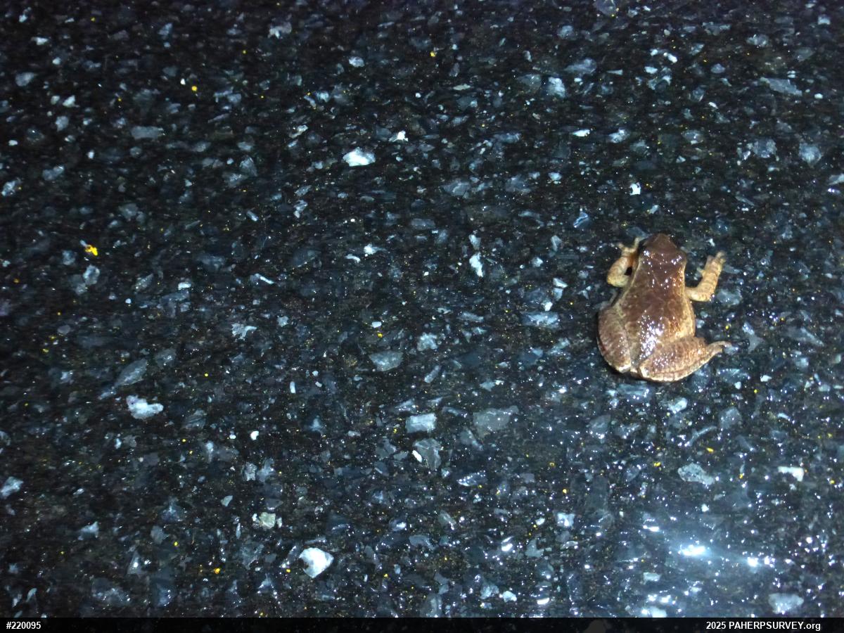 Spring Peeper