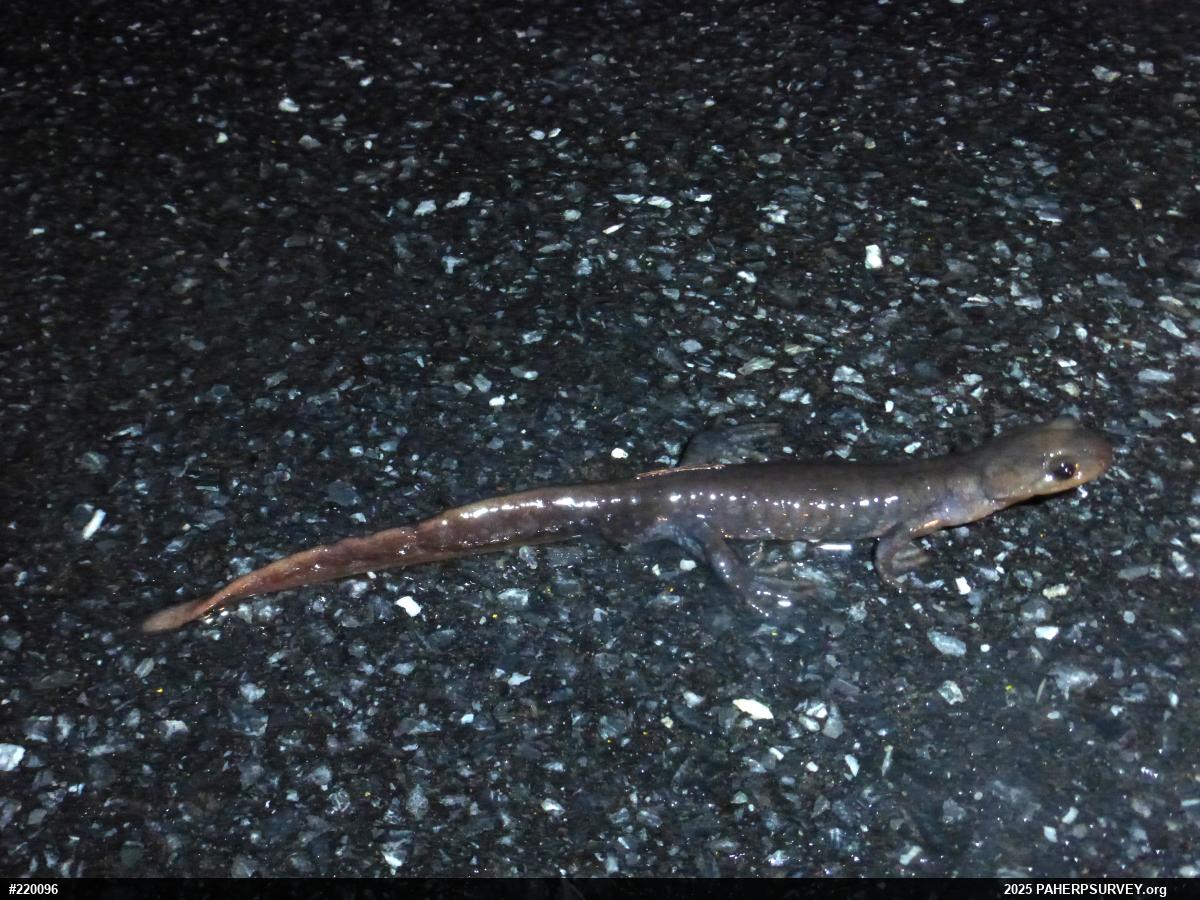 Jefferson Salamander