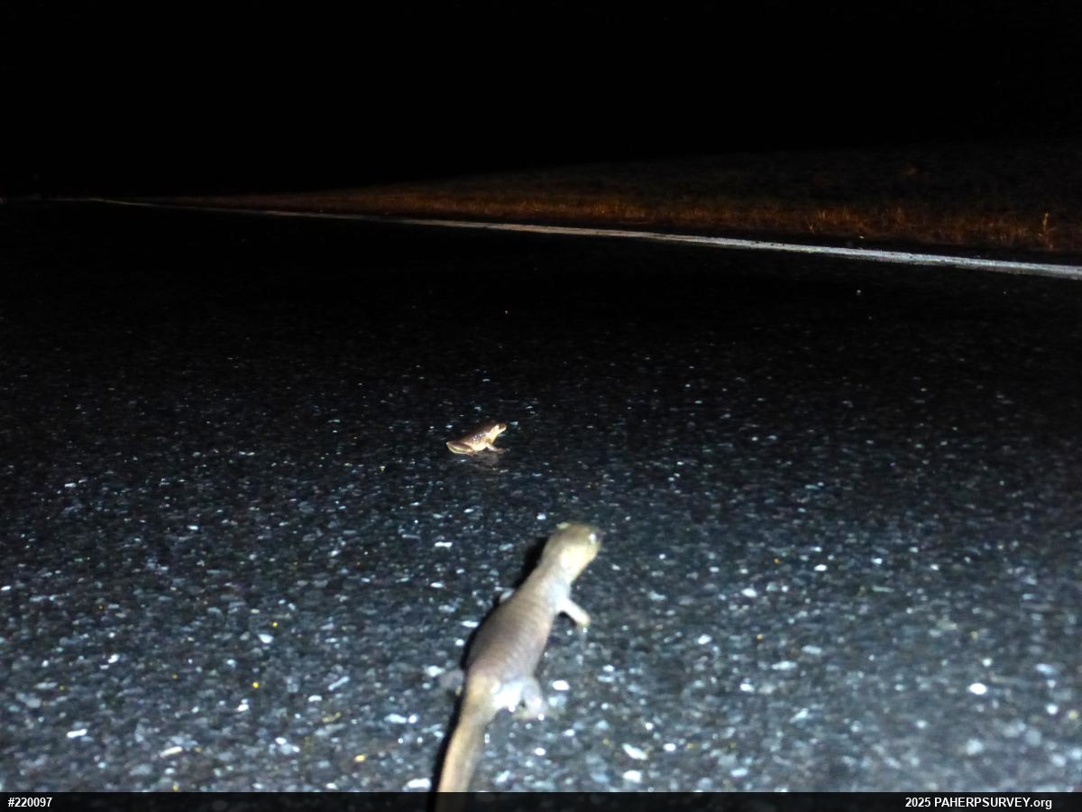Jefferson Salamander